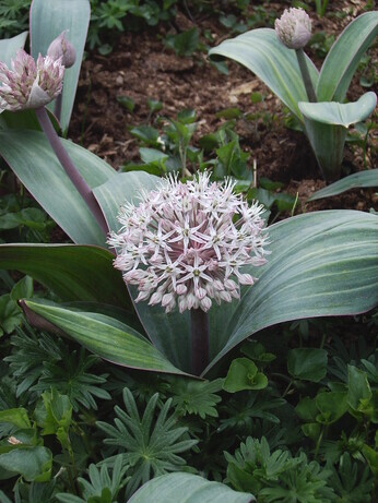 Alliums