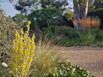 Spring-cleaning grasses