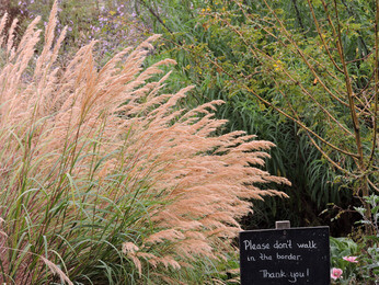 Ornamental Grasses for Autumnal Interest