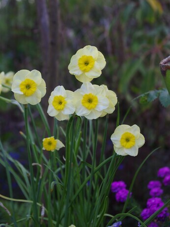 Our favourite spring bulbs