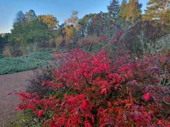 Brilliant autumn colour