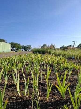 Behind the scenes in propagation- June