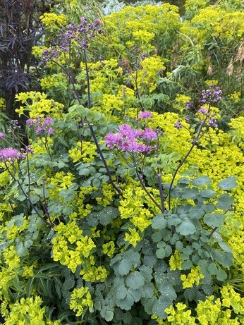 Perennials for Great Autumn Colour 