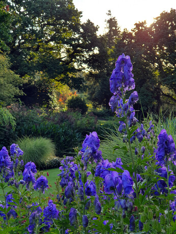 What's still in flower in October?