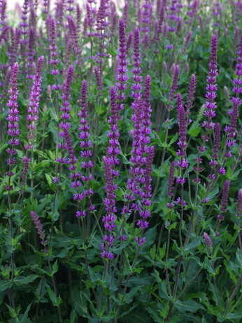 Salvia nemorosa- how to grow and care for