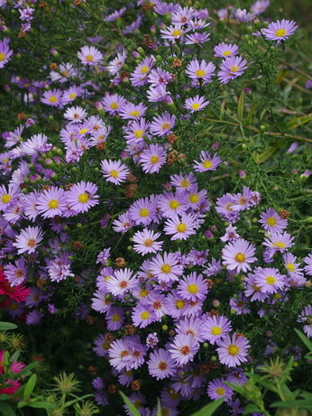 Our favourite perennials for late summer colour