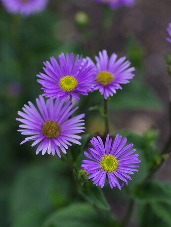 Asters- how to grow and care for