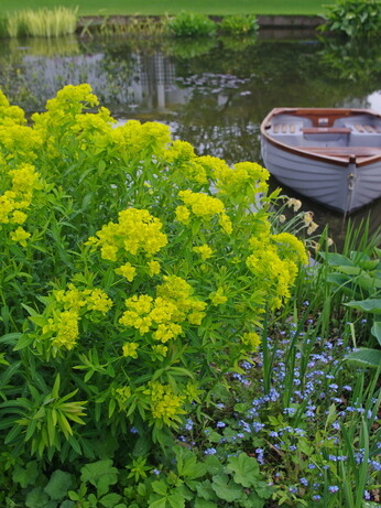 How to grow euphorbia (spurge)