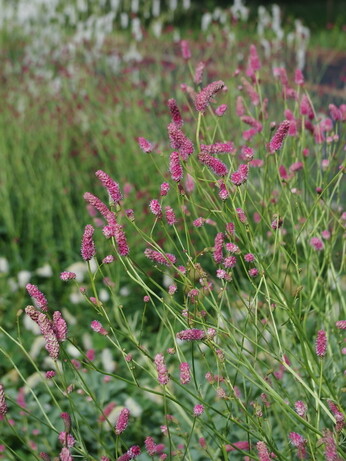 Our favourite perennials for late summer colour