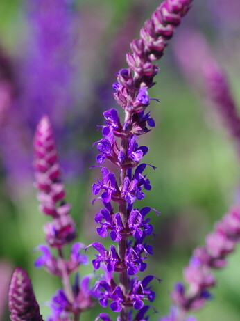 Salvia nemorosa- how to grow and care for