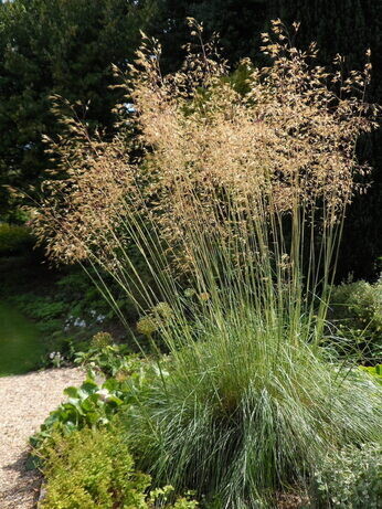 Stipa- How to Grow and Care for