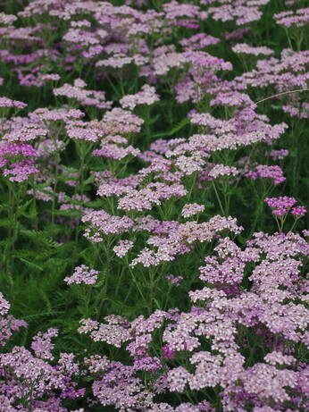 Achillea- How to Grow and Care for