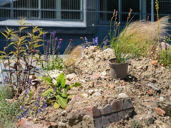 Colchester's Meanwhile Garden