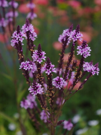 Verbena- How to Grow and Care for