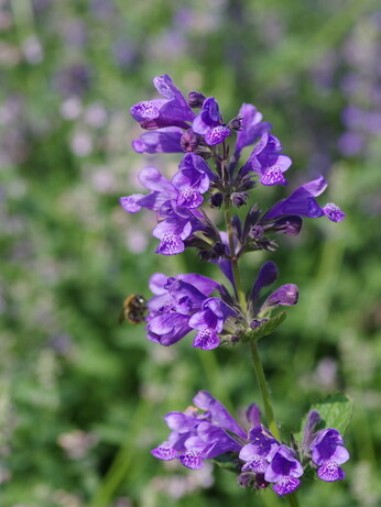 Nepeta (Catmint)- how to grow and care for