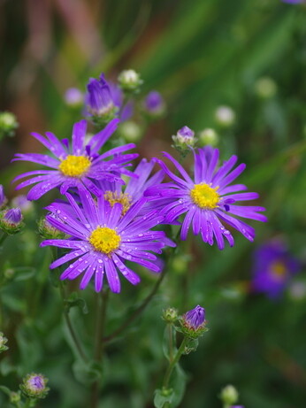 Our favourite perennials for late summer colour