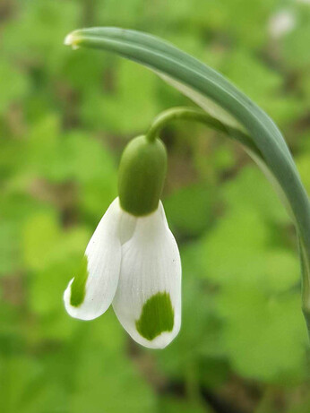 Splendid snowdrops at the Beth Chatto Gardens