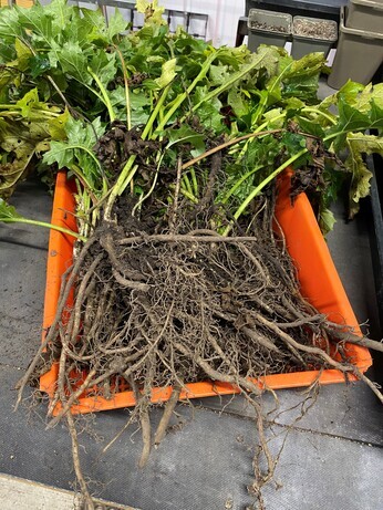 Winter Propagation- Root Cuttings