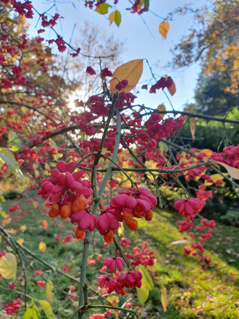 Brilliant autumn colour