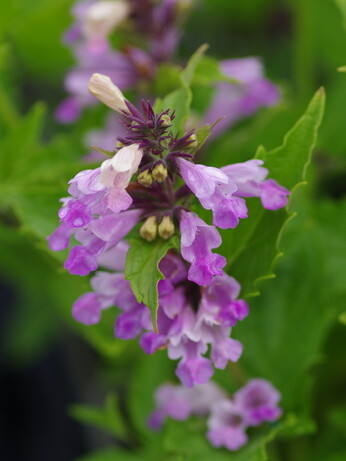 Nepeta (Catmint)- how to grow and care for