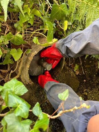 Autumn jobs in the garden