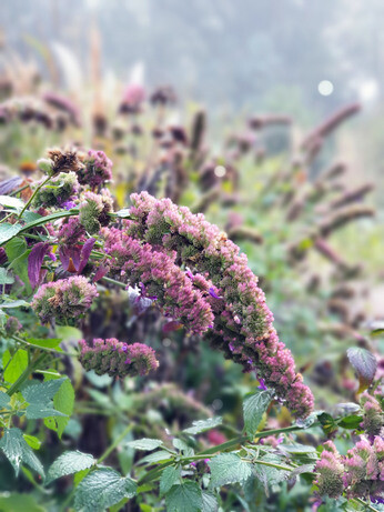 Sensational Seedheads