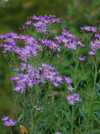 Asters- how to grow and care for