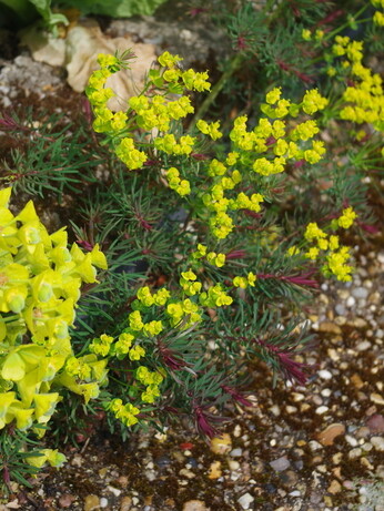 How to grow euphorbia (spurge)