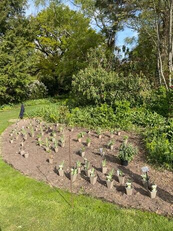 Planting in autumn