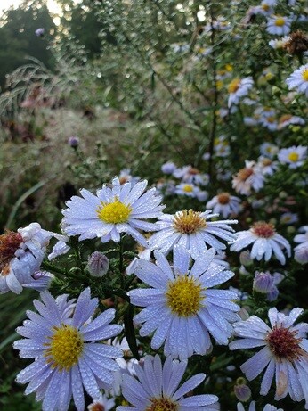 Symphyotrichum-How to Grow and Care for