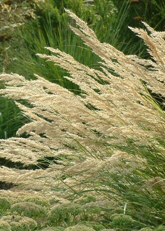 Stipa- How to Grow and Care for