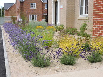 Garden Masterclass- Gardening the Beth Chatto way