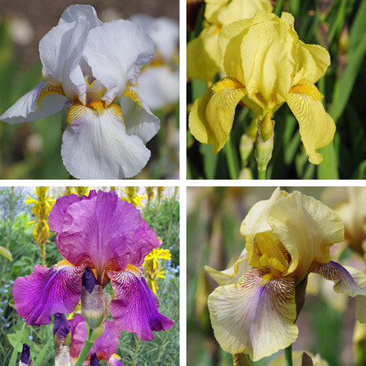 How to grow and care for bearded irises