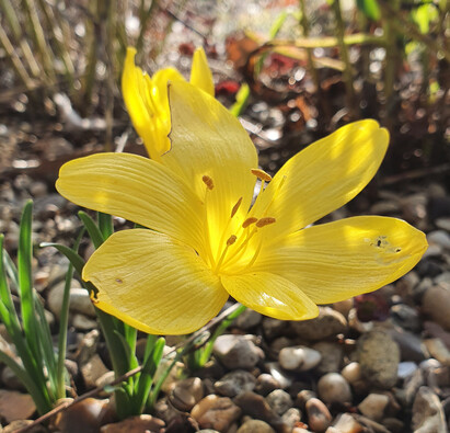 Easy-to-grow autumn bulbs and corms for naturalised drifts of colour