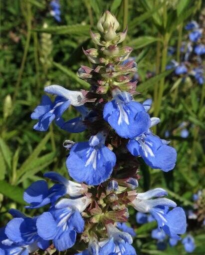 Ten top plants to bring wildlife into your garden