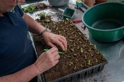 Plants from Beth's Garden to yours!