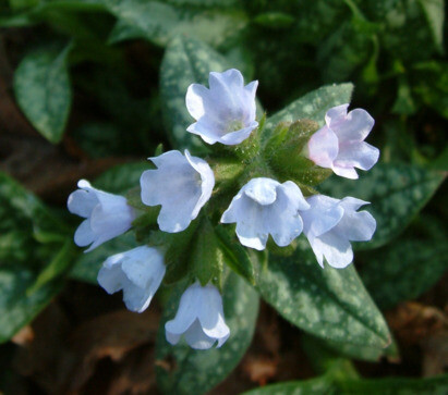 Some of our favourite plants for spring 