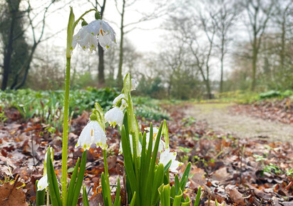 The most bee-friendly early spring plants