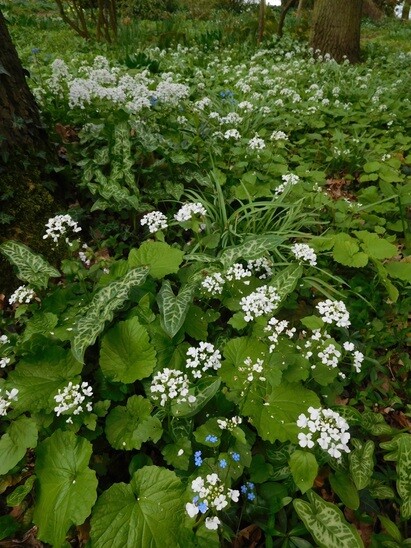 Beth Chatto's must-have spring plants