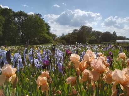 How to grow and care for bearded irises