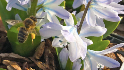 The most bee-friendly early spring plants