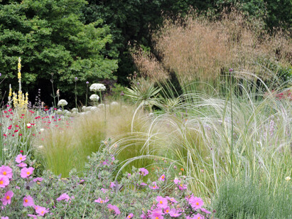 Stipa- How to Grow and Care for