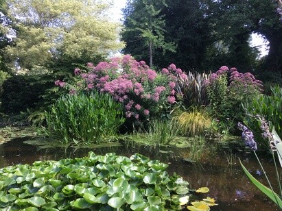 Planting successfully in Summer