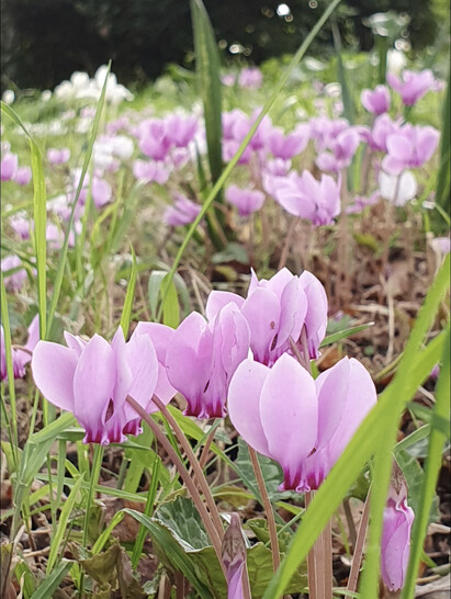 Easy-to-grow autumn bulbs and corms for naturalised drifts of colour