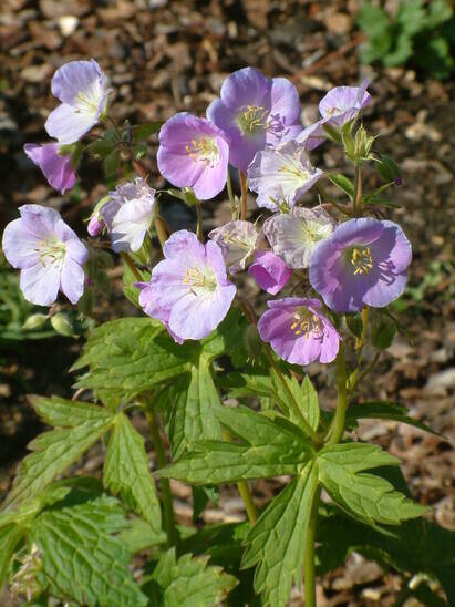 RHS PLANT FINDER