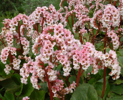 Indispensable Elephants ears, bergenia 