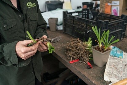 Plants from Beth's Garden to yours!