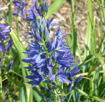 Some of our favourite plants for spring 