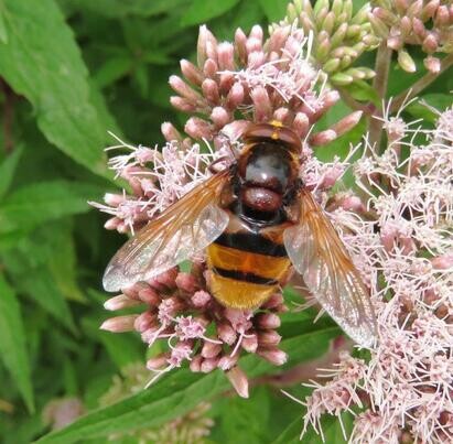 Ten top plants to bring wildlife into your garden