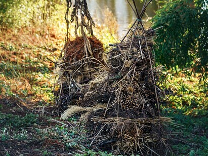 Favourite winter seedheads for wildlife